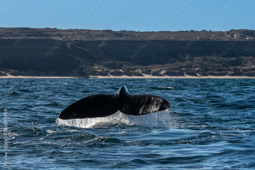Fototapeta premium Sohutern right whale tail,Peninsula Valdes, Chubut, Patagonia,Argentina