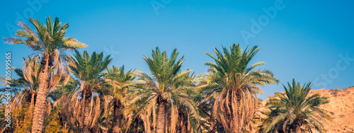 Konstfotografi Oasis in the desert