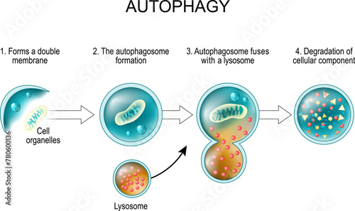 Autophagy. lysosome and Cell recycling. photo