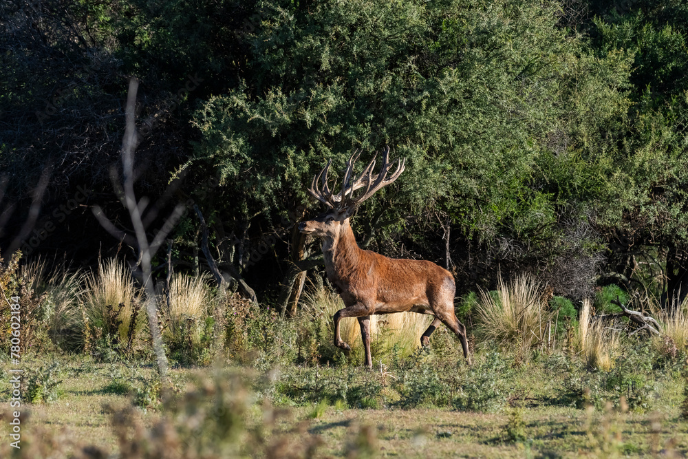 Red deer in Calden Forest environment, La Pampa, Argentina, Parque Luro, Nature Reserve Red deer in Calden Forest environment, La Pampa, Argentina, Parque Luro, Nature Reserve