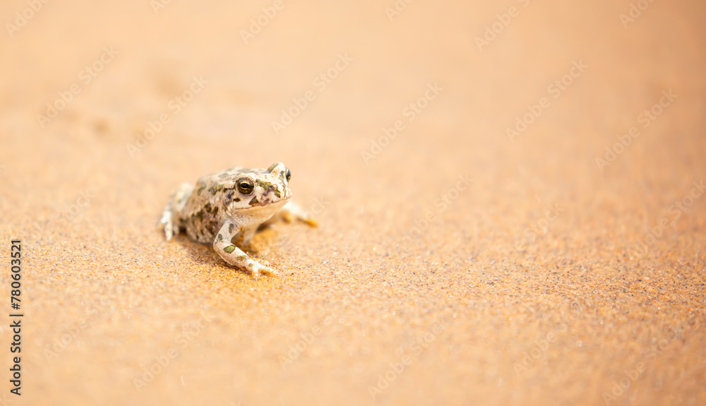The frog sits on the sand on the shore of the lake. Beautiful wildlife landscape with place for text. The concept of protecting wildlife and ecology. The frog sits on the sand on the shore of the lake. Beautiful wildlife landscape with place for text. The concept of protecting wildlife and ecology.