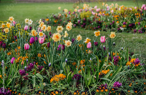 Blooming Tulips and Daffodils in Hyde Park London © Marinesea