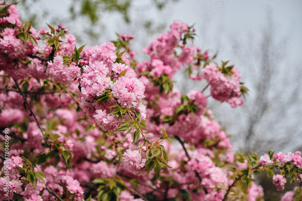 Flowers of a pink spring tree in close-up on a sunny day. The nature of the Balkans - state border between Serbia and Bosnia and Herzegovina. Cherry sakura tree in the midst of flowering. Flowers of a pink spring tree in close-up on a sunny day. The nature of the Balkans - state border between Serbia and Bosnia and Herzegovina. Cherry sakura tree in the midst of flowering.