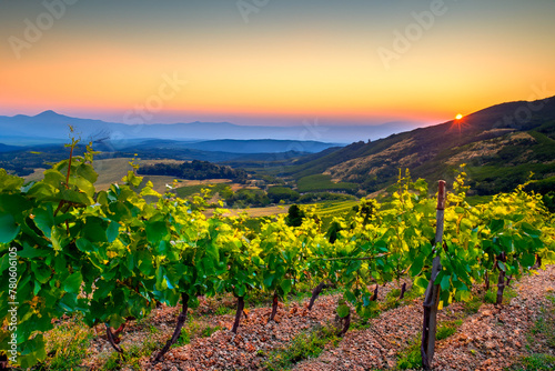 Grapevine bushes growing on the side of a mountain at sunset