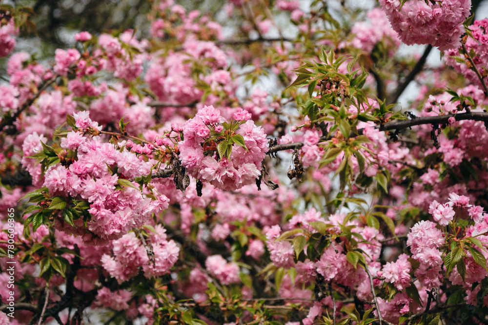 Fototapeta premium Flowers of a pink spring tree in close-up on a sunny day. The nature of the Balkans - state border between Serbia and Bosnia and Herzegovina. Cherry sakura tree in the midst of flowering.