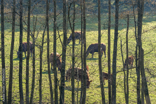 Cows grazing in the sun behind multiple tree trunks