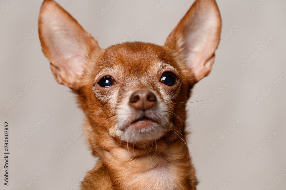 Mini-toy terrier dog is trembling while standing at home, afraid of new circumstances. Animal care concept, sick pet, moving to a new home, stress in dogs. Frightened animal.