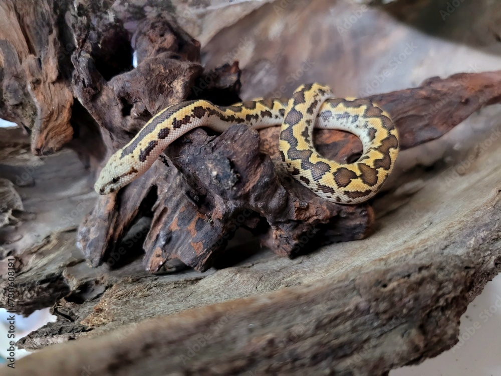 Kenyan sand boa snake, aka Old world sand boas is nonvenomous snake Kenyan sand boa snake, aka Old world sand boas is nonvenomous snake