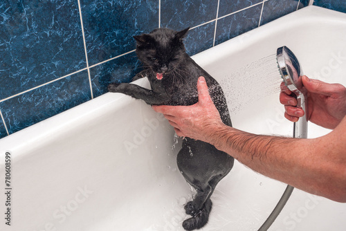 Bathing a black cat in the bath photo