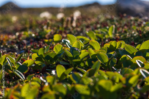 Green leaves of alpine bearberry Arctous alpina (syn. Arctostaphylos alpina). Tundra plants. Northern nature of Chukotka and Siberia. Russian Far East photo