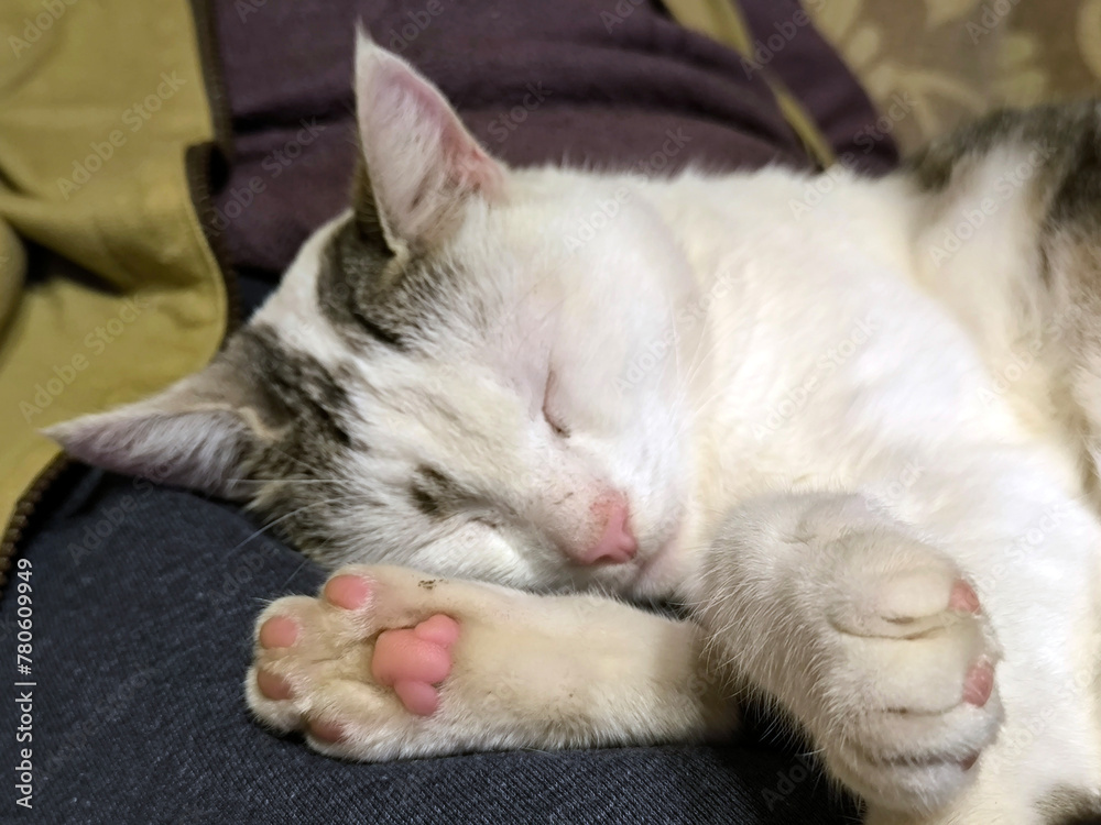 portrait of white cat sleeping close up