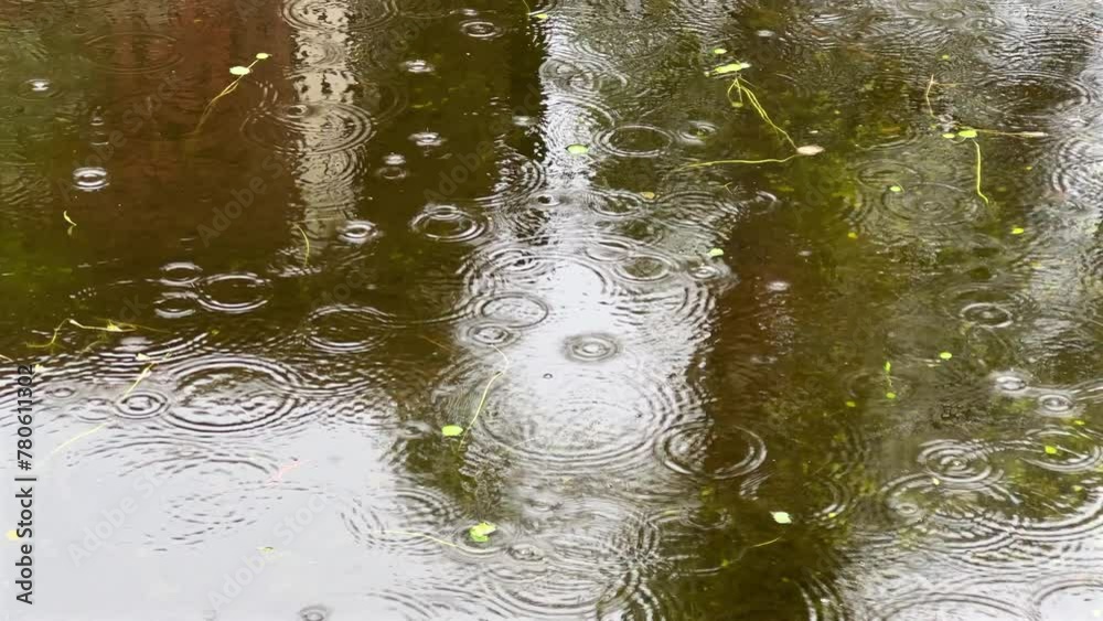 Raindrops on calm water surface of pond in rainy day Raindrops on calm water surface of pond in rainy day
