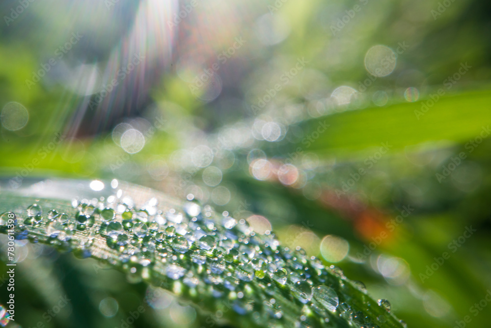 Closeup of lush uncut green grass with drops of dew in soft morning light. Beautiful natural rural landscape for nature-themed design and projects Closeup of lush uncut green grass with drops of dew in soft morning light. Beautiful natural rural landscape for nature-themed design and projects