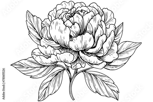 Vintage Floral Vector Collection  Hand-Drawn Roses  Baroque Ornaments  and Peony Blossoms in Black and White  Retro Illustration.