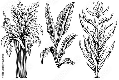 Vintage Mint Leaf Vector Sketch: Botanical Illustration of Peppermint and Spearmint.