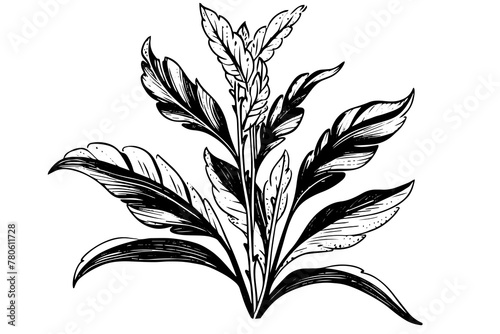Vintage Mint Leaf Vector Sketch: Botanical Illustration of Peppermint and Spearmint. photo