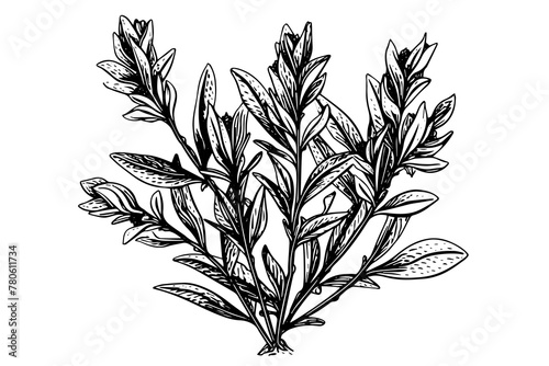 Vintage Mint Leaf Vector Sketch  Botanical Illustration of Peppermint and Spearmint.