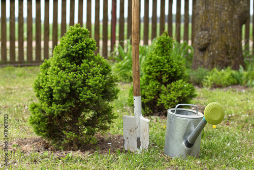 two green fir trees with a watering can and a shovel in the garden against the background of a fence. spring work in the garden