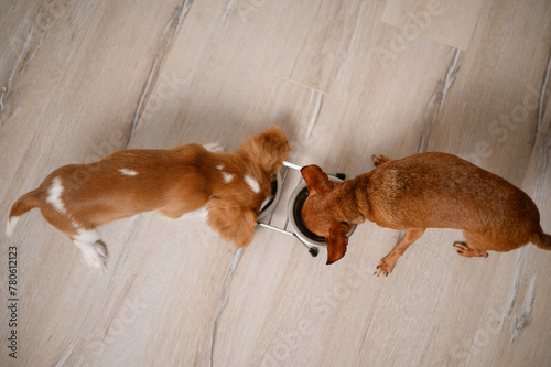 Cavalier King Charles Spaniel puppy and Mini Toy Terrier dog eat at same time from double metal bowl, indoors, top view. Animal food advertising concept, friendship between pets. Balanced pet food