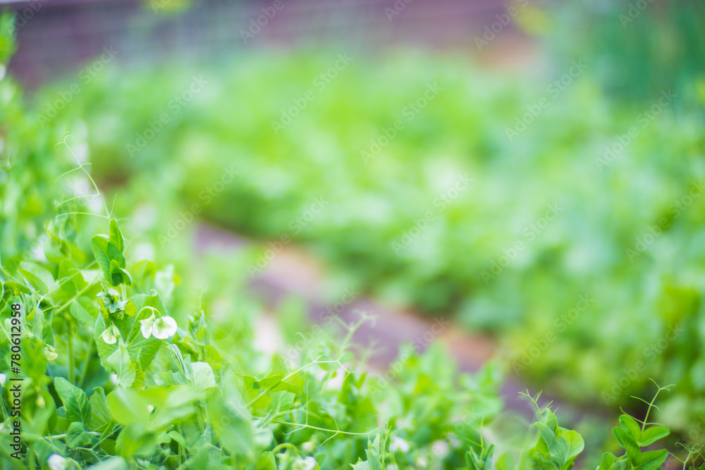Crops planted in soil get ripe under sun. Cultivated land close up with sprout. Agriculture plant growing in bed row. Green natural food crop Crops planted in soil get ripe under sun. Cultivated land close up with sprout. Agriculture plant growing in bed row. Green natural food crop