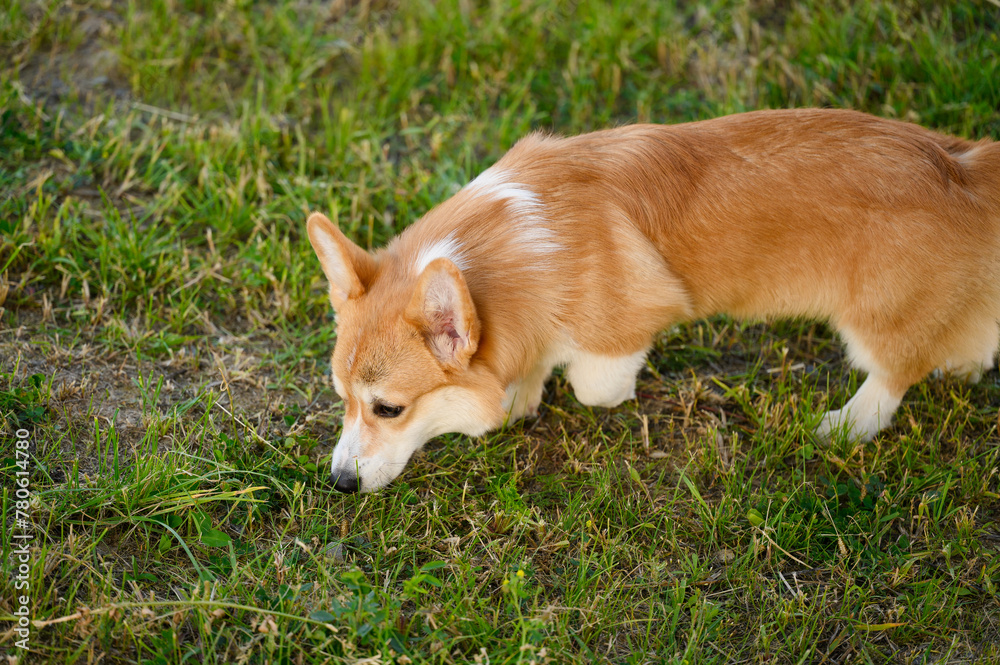 Purebred Pembroke Welsh Corgi dog walks in park, sniffing grass. Concept of daily walks with dog in nature. Purebred Pembroke Welsh Corgi dog walks in park, sniffing grass. Concept of daily walks with dog in nature.
