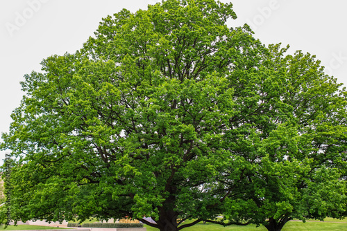 Large oak tree blooming in spring season in Canberra, Australia.
