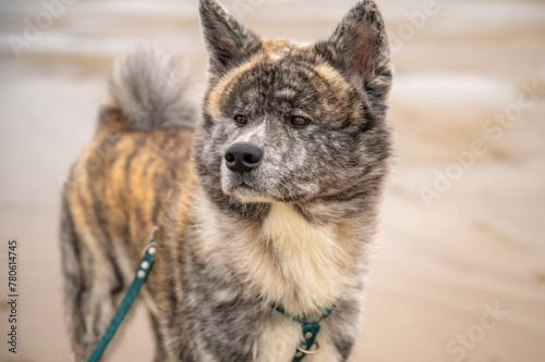 Akita inu dog with gray fur standing on the beach, looking at its surroundings, north sea beach in the background, horizontal shot