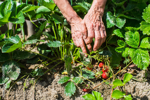 Farmer's hands close-up harvest crop of strawberry in the garden. Plantation work. Harvest and healthy organic food concept