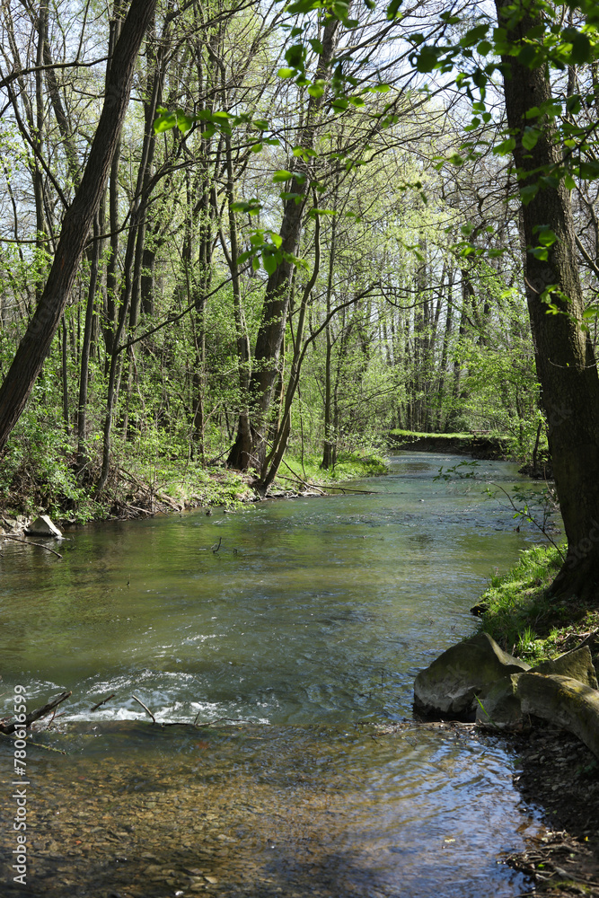 beautiful landscape with a stream in the forest beautiful landscape with a stream in the forest