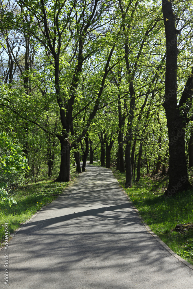Fototapeta premium landscape with a path in the park