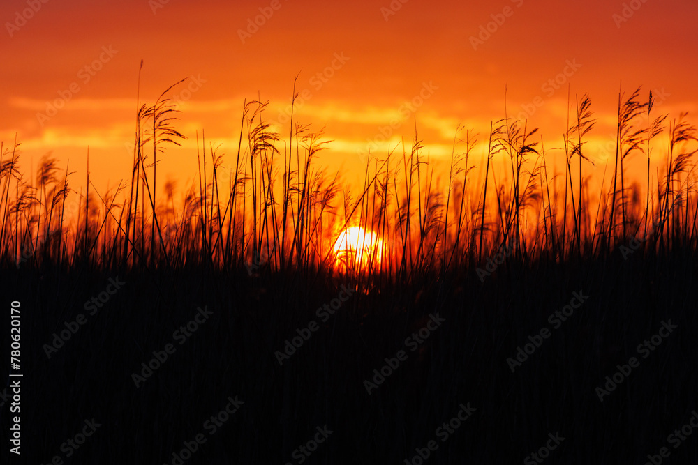 Fototapeta premium Sonnenuntergang vor einem Kornfeld