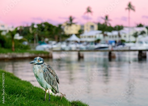 Yellow Crowned Night Heron at sunset, Flatt's Inlet, Bermuda, North Atlantic photo