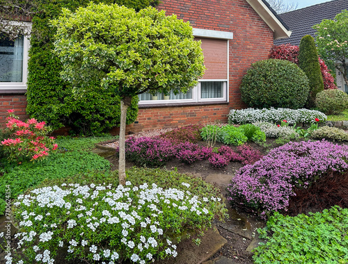 garden with flowers. Front yard landscaping with blooming flowers and evergreens. Euonymus japonica on a stem and blooming iberis in a big garden pot. Terborg. Netherlands  photo