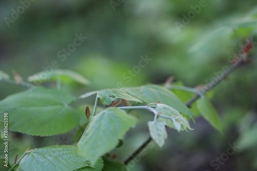 leaves closeup