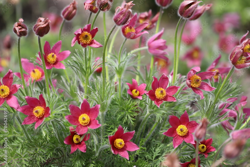 Pasque flower, beautiful spring flowers, Pulsatilla vulgaris.