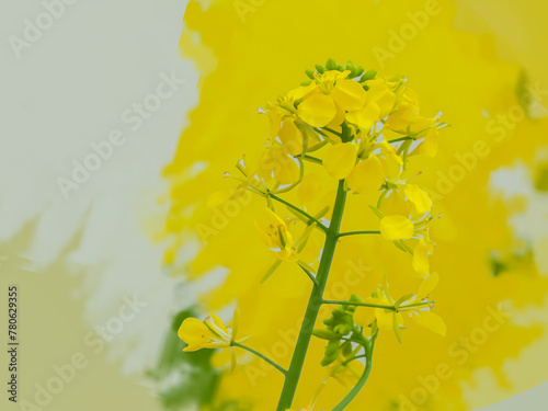 菜の花をモチーフにした背景素材 photo