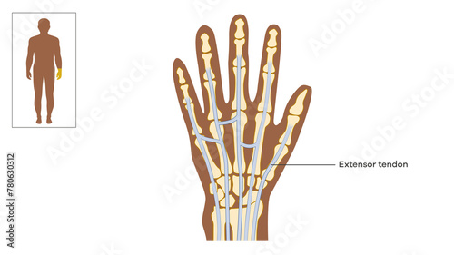 extensor tendons of the hand photo
