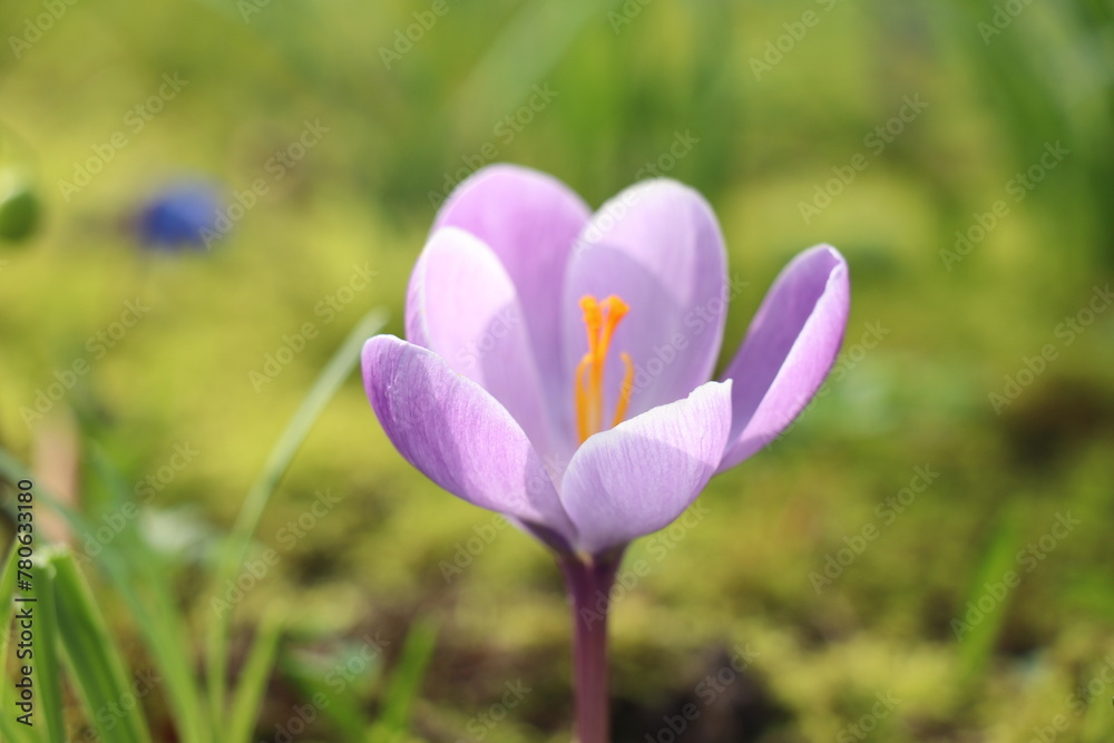 Fototapeta premium Single purple crocus