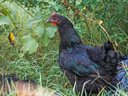 rooster in the grass