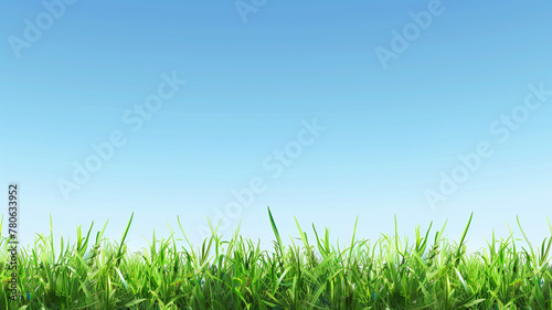 Green grass and blue clear sky