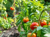 A bunch of ripe red tomatoes hanging from a plant