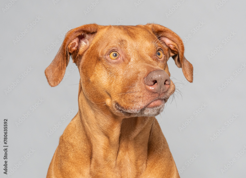 Rhodesian Ridgeback, es ist eine anerkannte Hunderasse aus Südafrika Rhodesian Ridgeback, es ist eine anerkannte Hunderasse aus Südafrika
