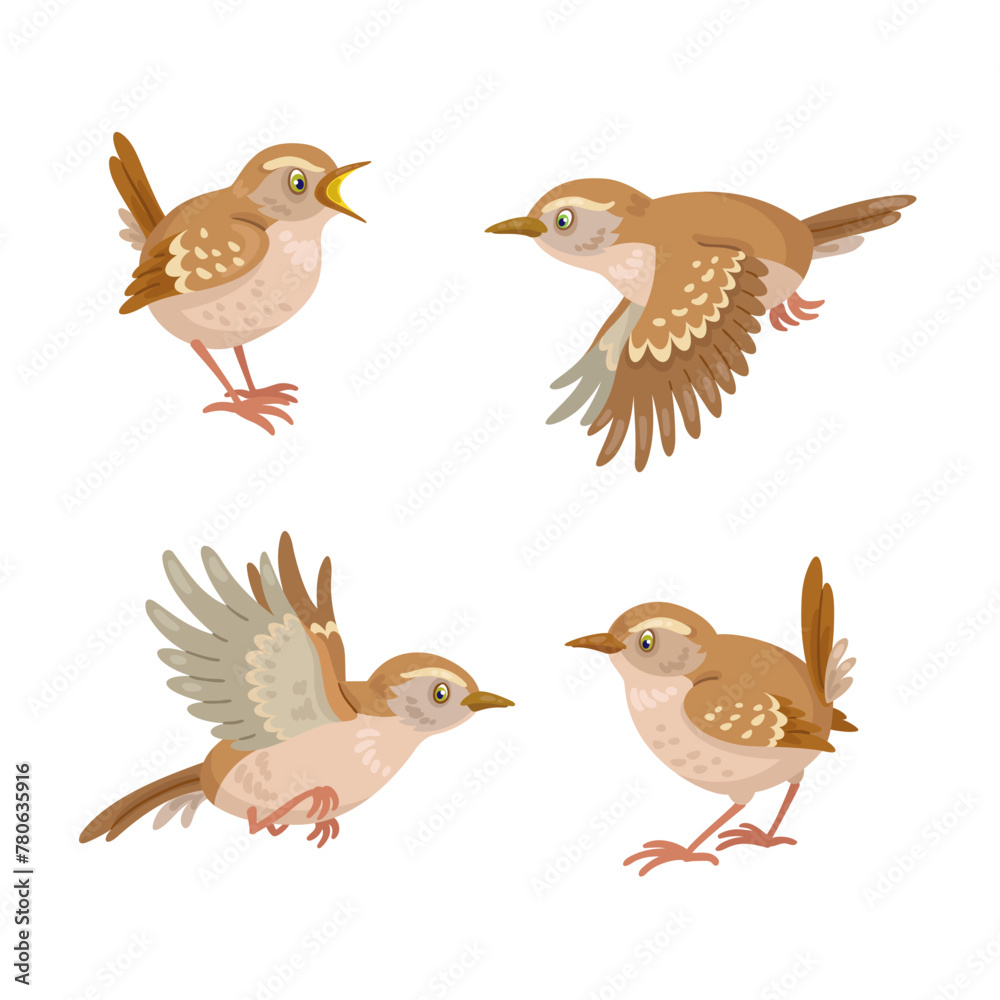 Set of four funny wren birds, sitting and flying.  Isolated on white background. Vector flat illustration.