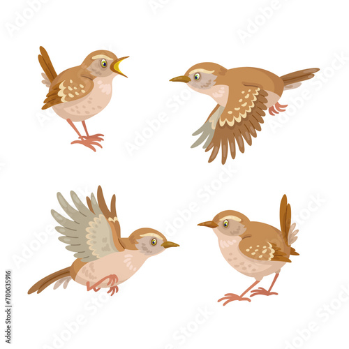 Set of four funny wren birds, sitting and flying. Isolated on white background. Vector flat illustration.