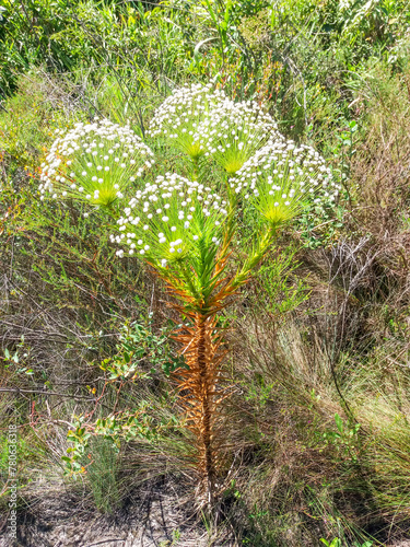 Brazilian cerrado flower called Semper Viva. Scientific name of Actinocephalus. photo