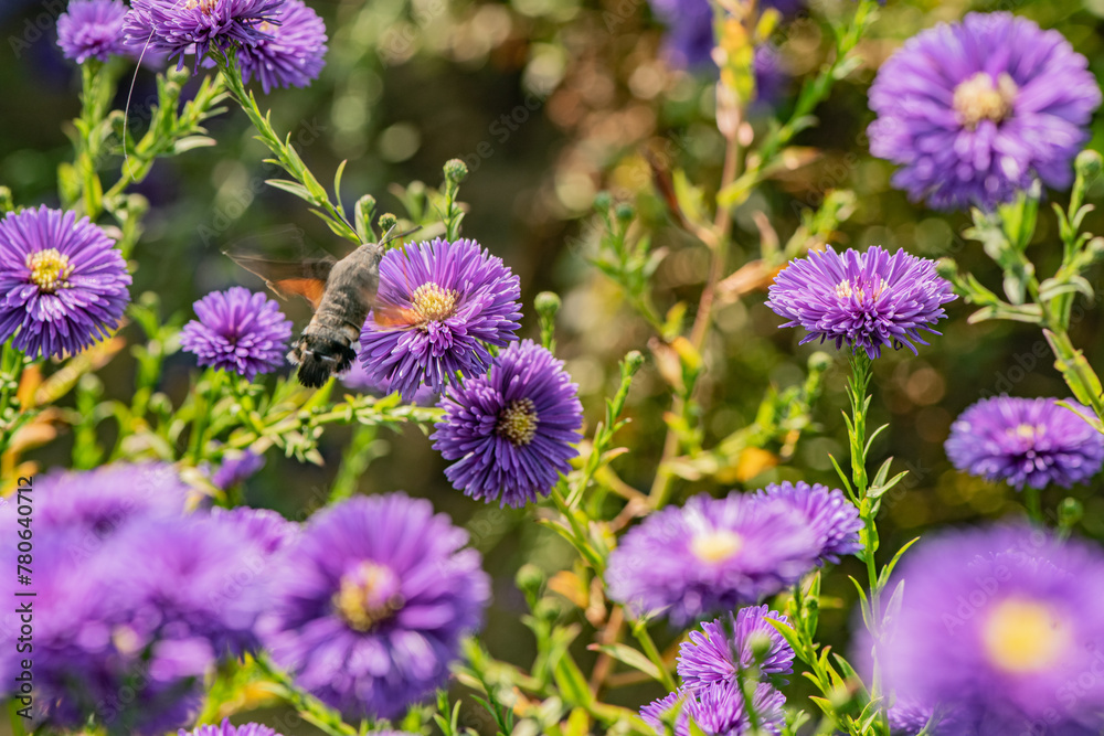 The Dutch chrysanthemums in urban parks attract the bean long billed moth to gather honey The Dutch chrysanthemums in urban parks attract the bean long billed moth to gather honey