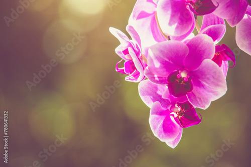 Purple Orchid branch on green natural background