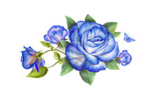 Blue rose flowers set close up isolated on white background.