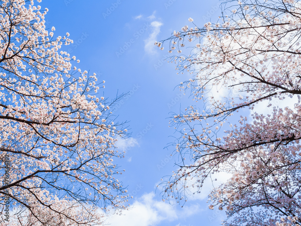桜イメージ 桜イメージ