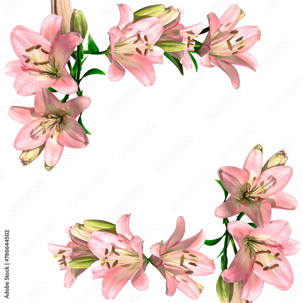 Frame/ border of soft pink lilies on a neutral transparent background, PNG